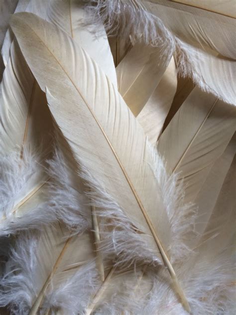Infusing Your Life with Magic: The Power of Feather Coverings